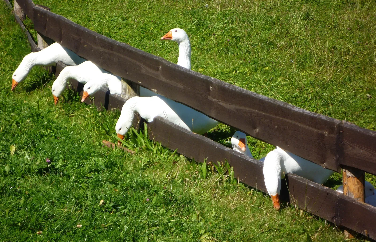 Bavarian Forest Museum Village