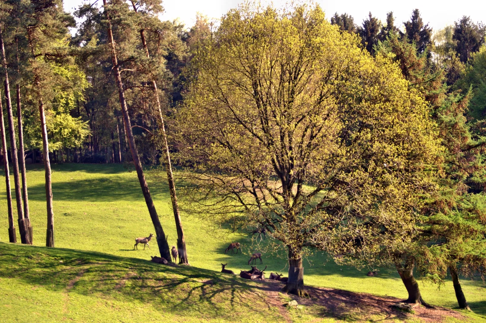 Wildpark Schwarze Berge