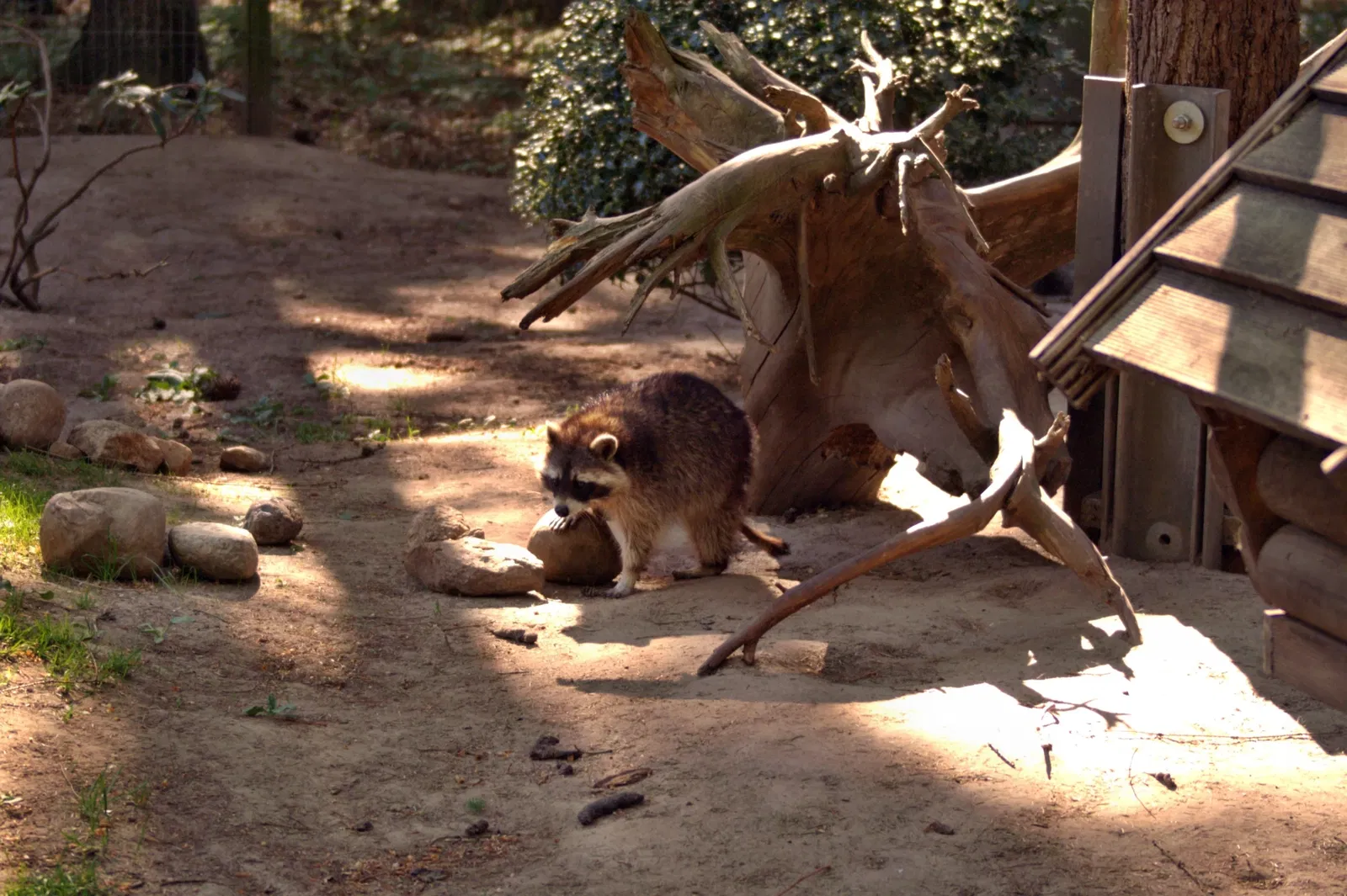 Wildpark Schwarze Berge