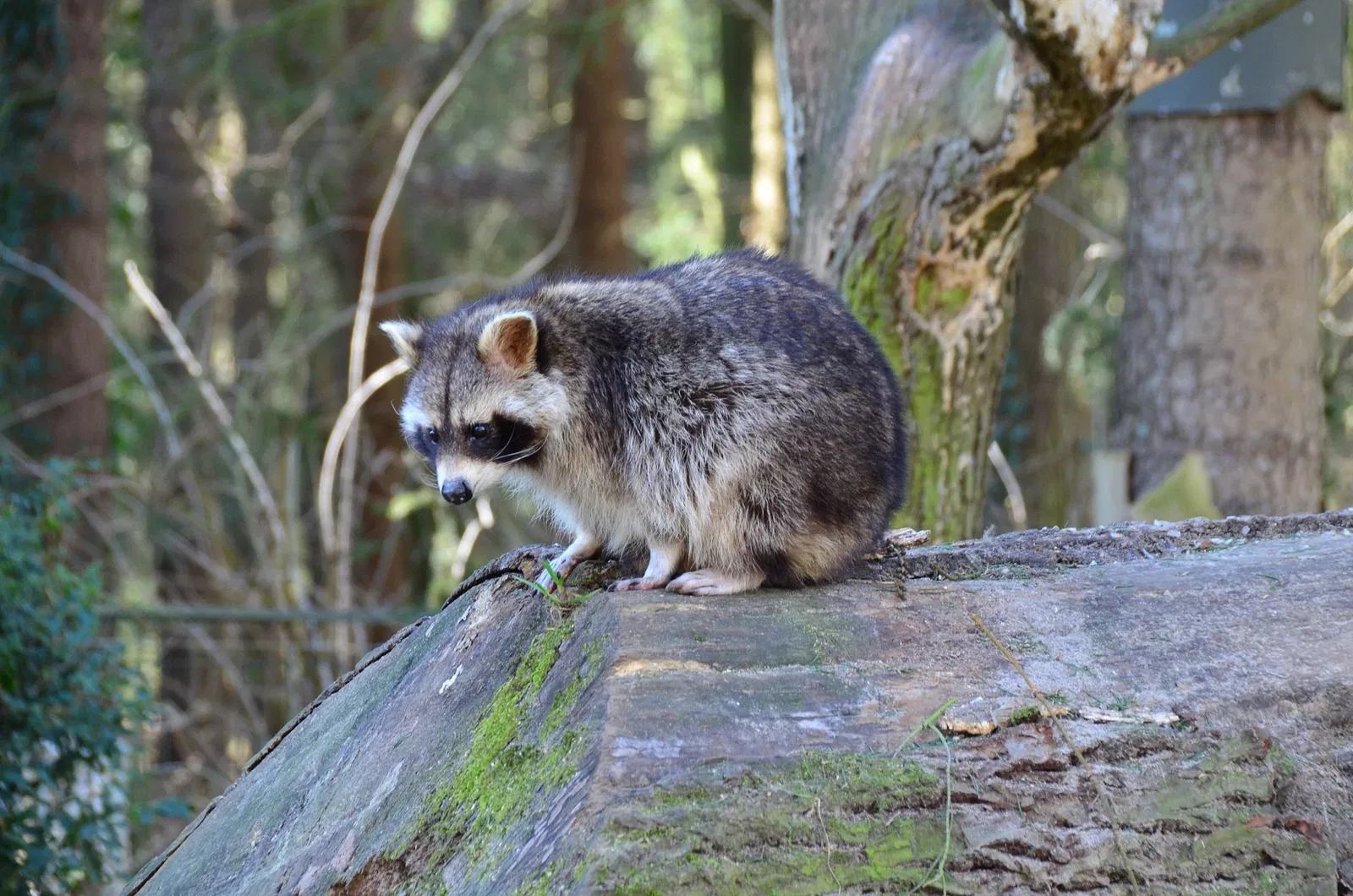 Wildpark Schwarze Berge