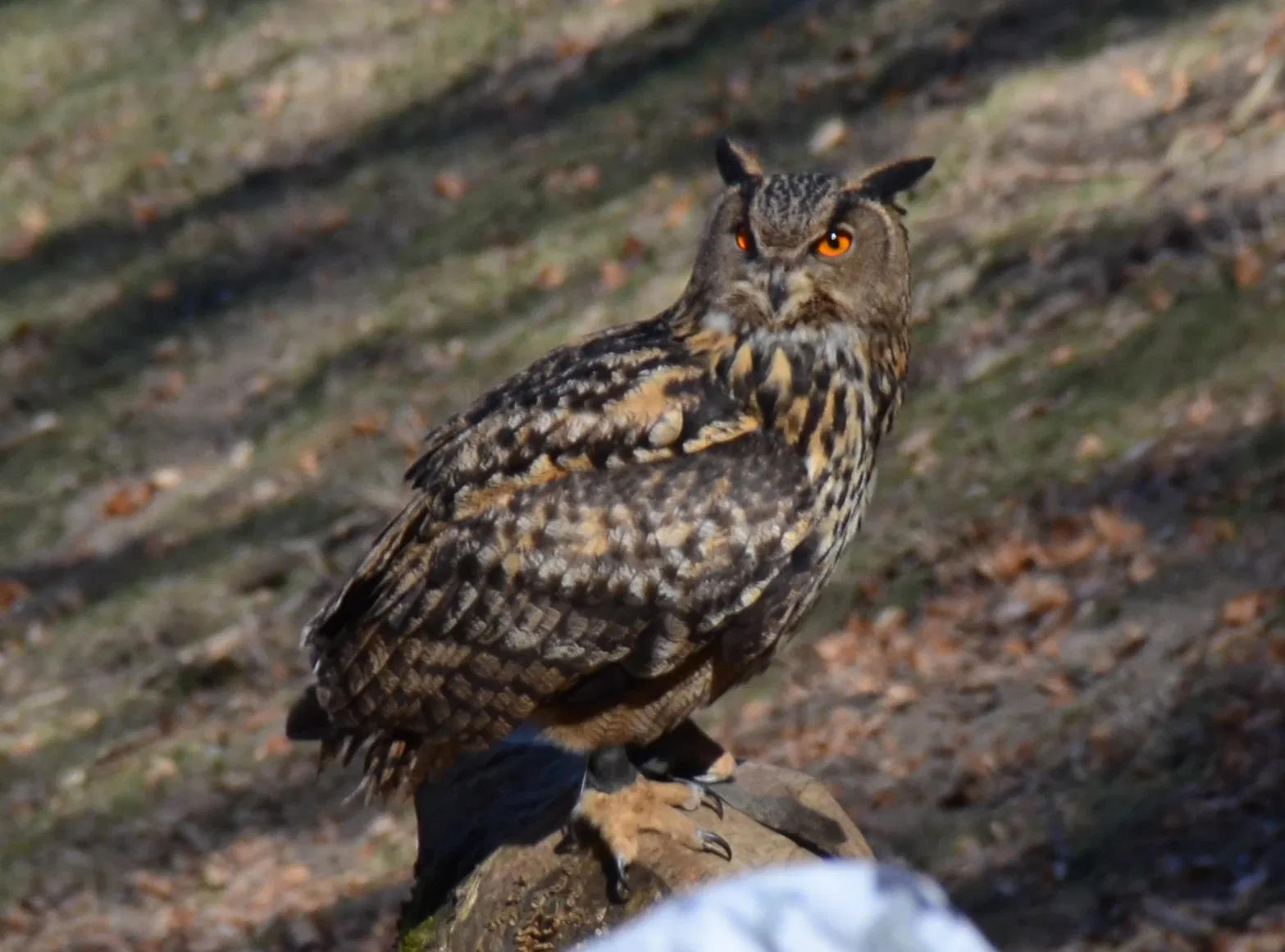 Wildpark Schwarze Berge