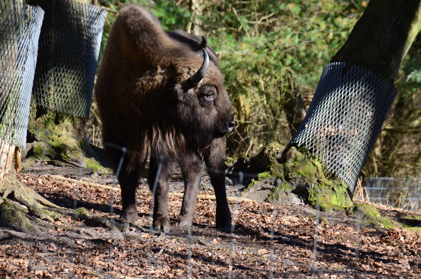 Wildpark Schwarze Berge