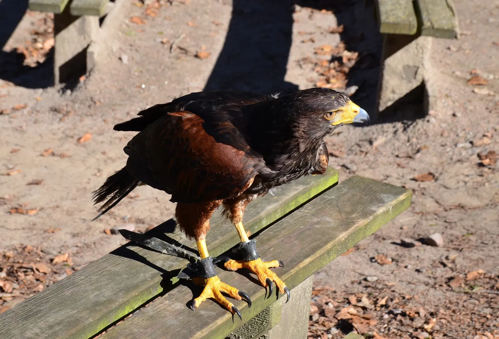 Wildpark Schwarze Berge