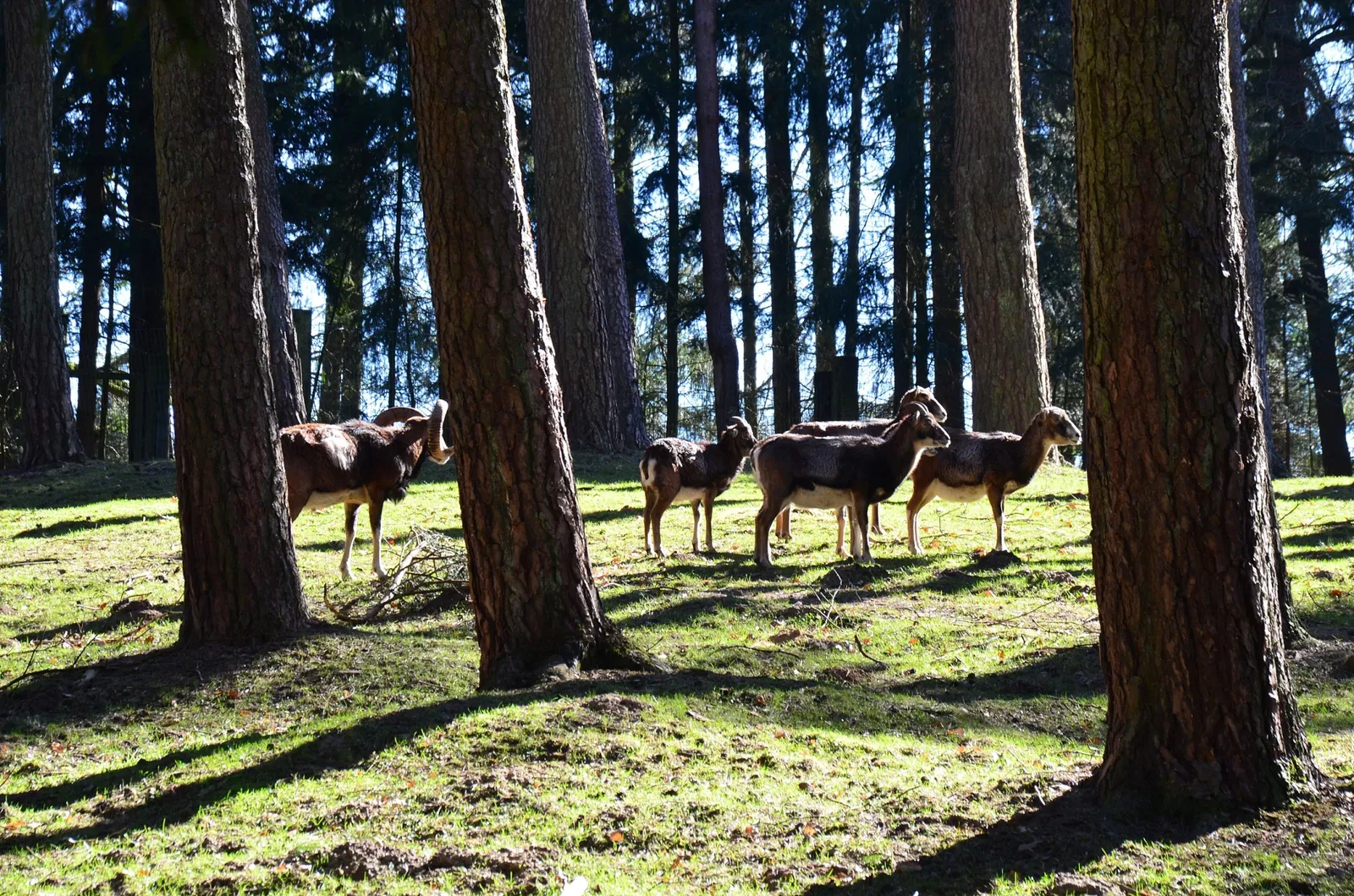 Wildpark Schwarze Berge