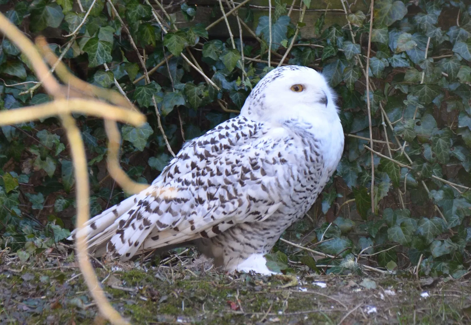 Wildpark Schwarze Berge