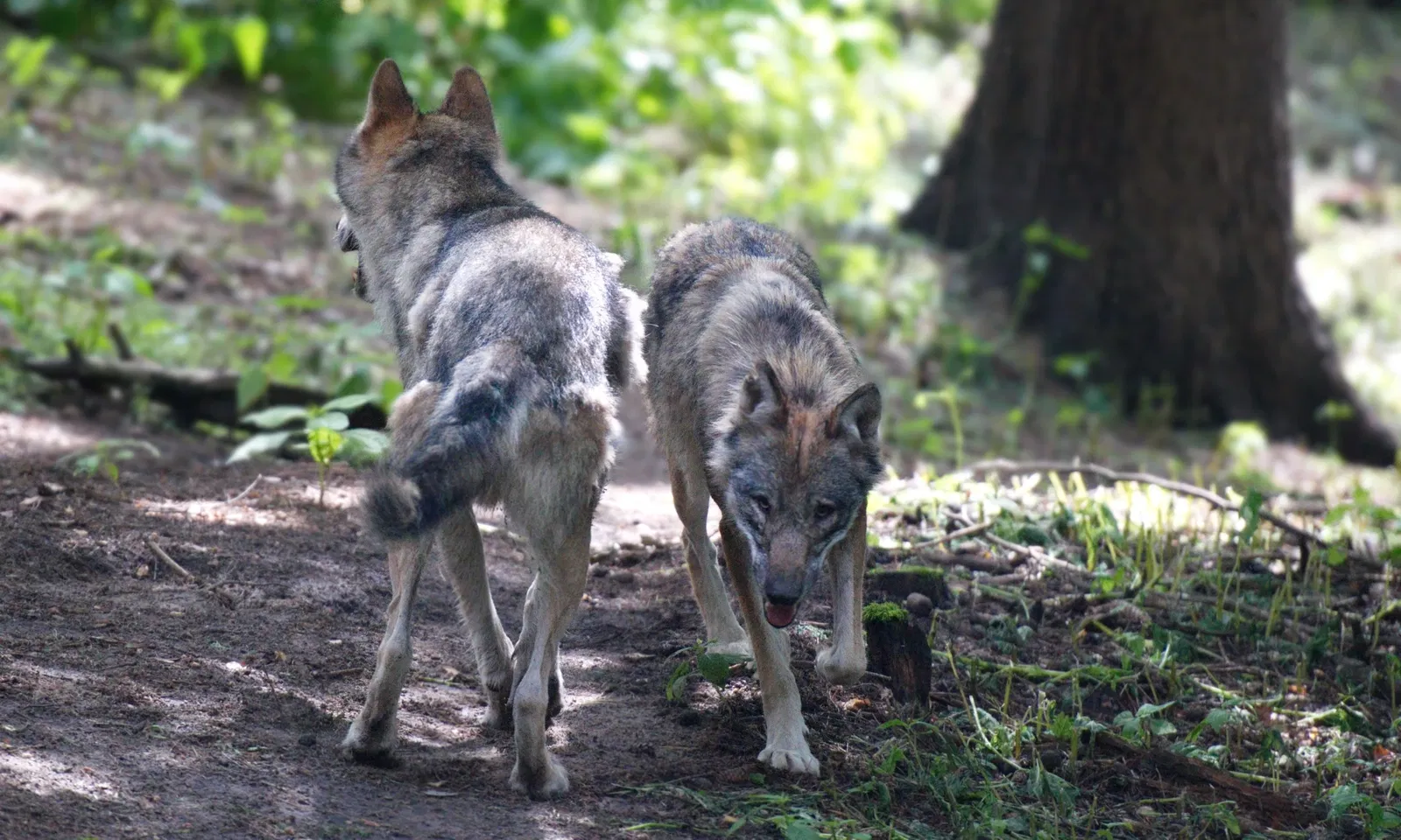 Wildpark Schwarze Berge