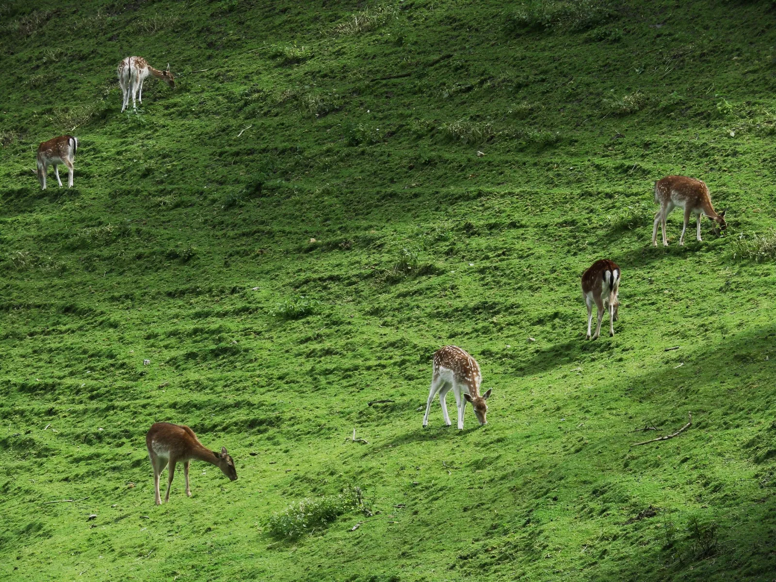 Wildpark Schwarze Berge
