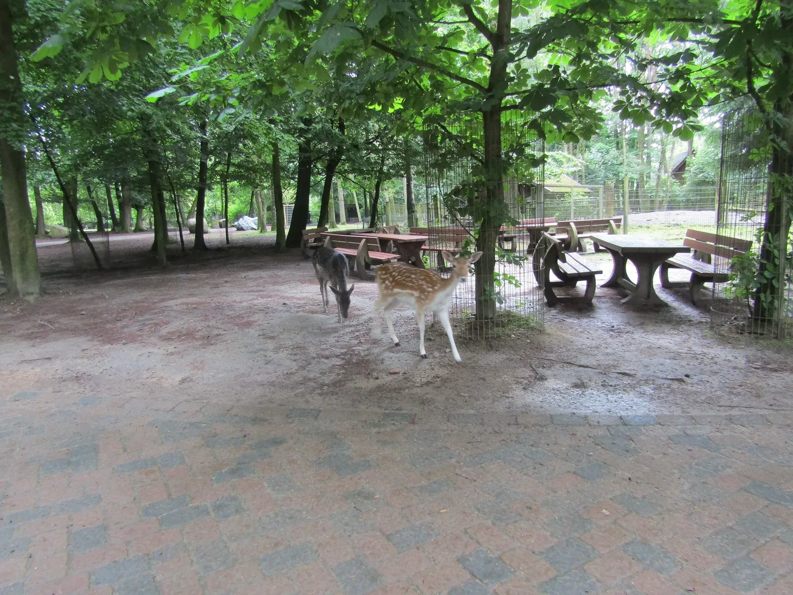 Wildpark Schwarze Berge