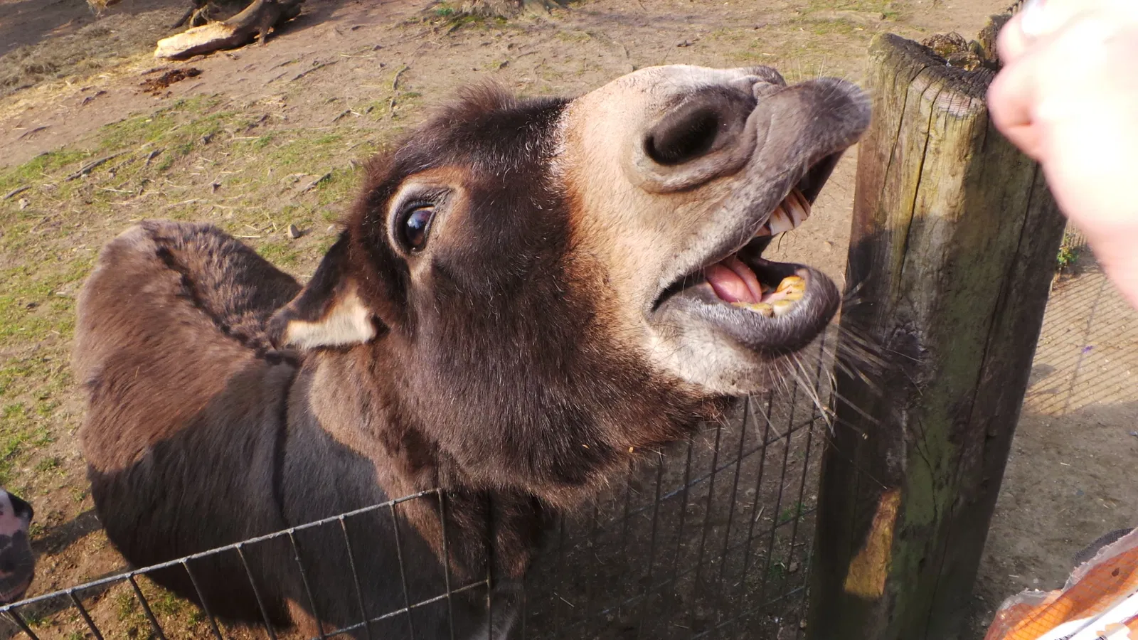 Wildpark Schwarze Berge