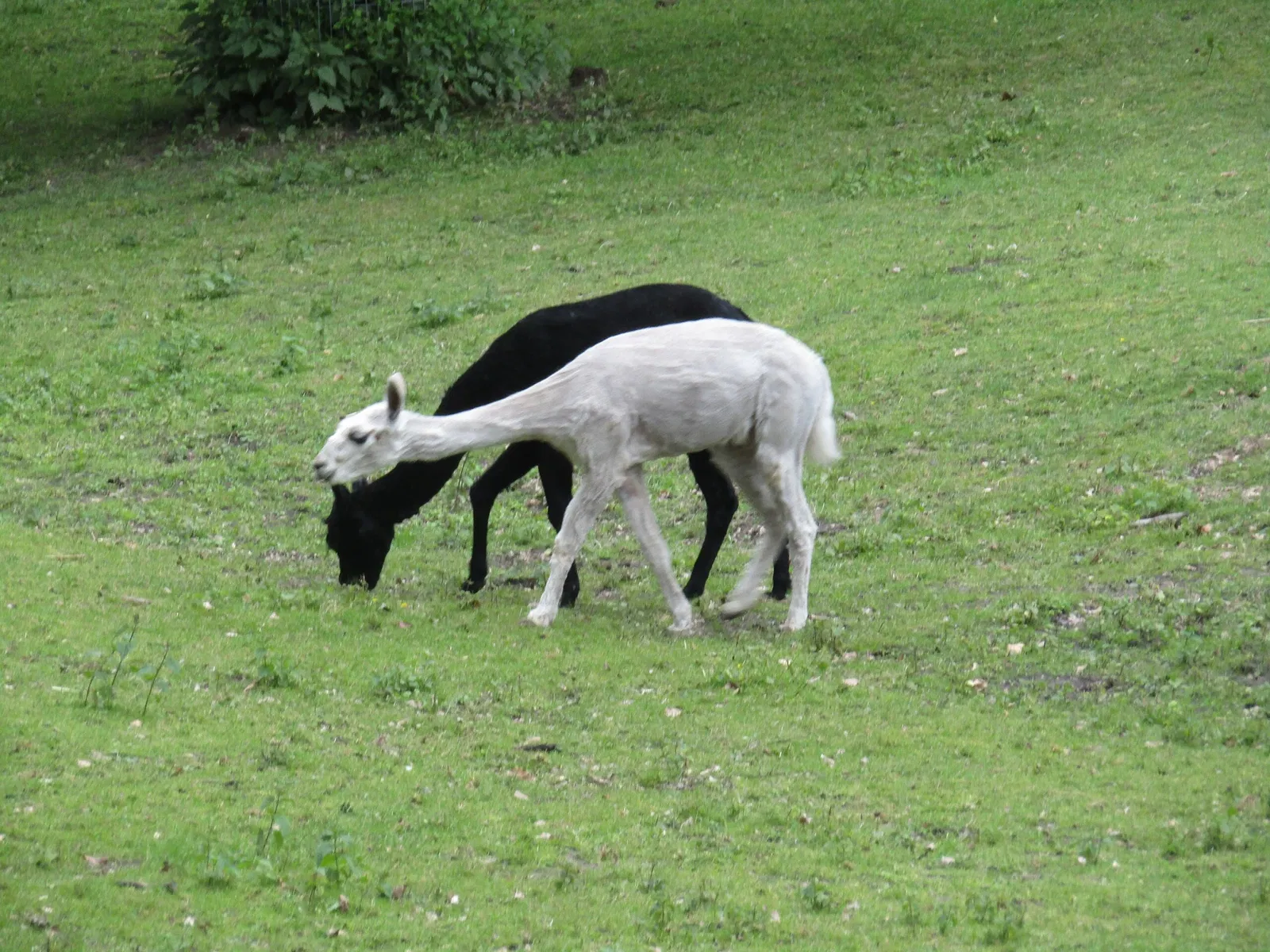 Wildpark Schwarze Berge