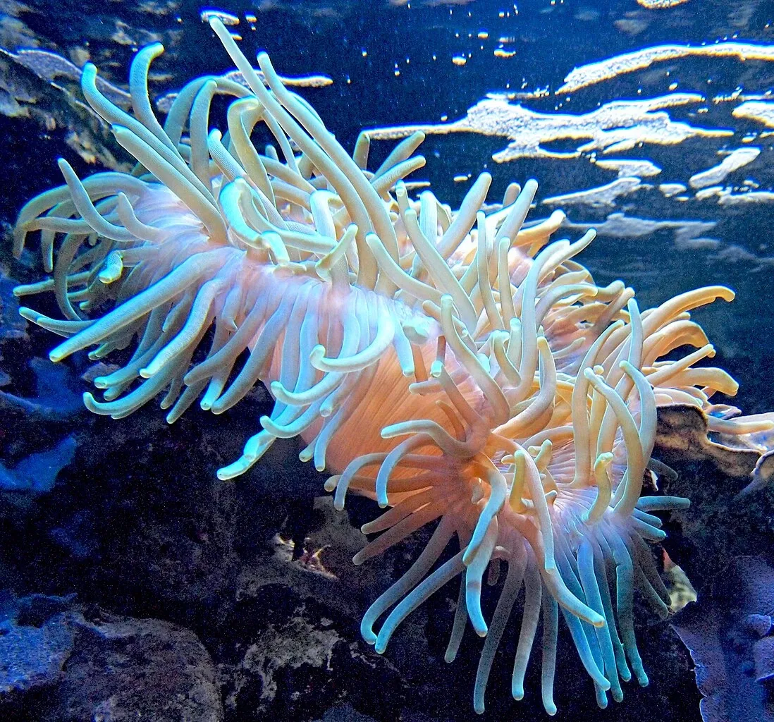 Parco zoologico di Madrid