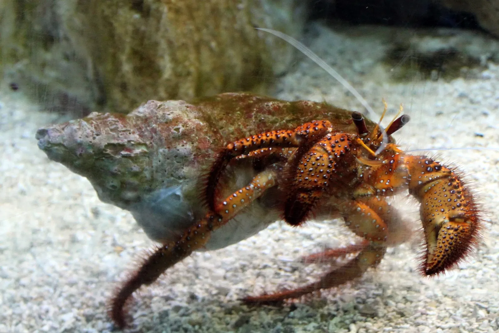 Zoo Aquarium de Madrid