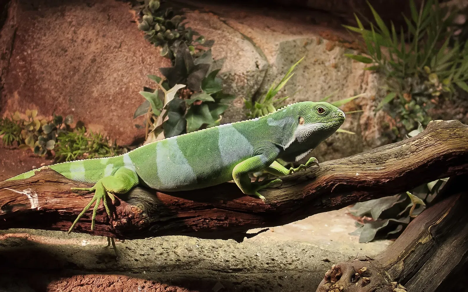 Parco zoologico di Madrid