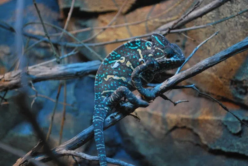 Parco zoologico di Madrid