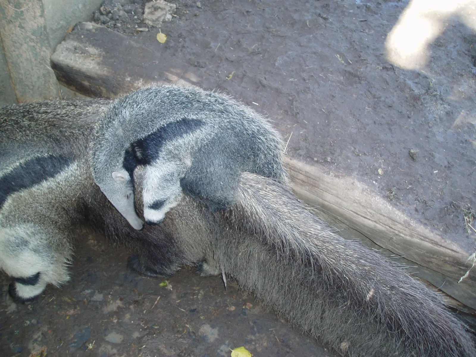 Zoo Aquarium de Madrid