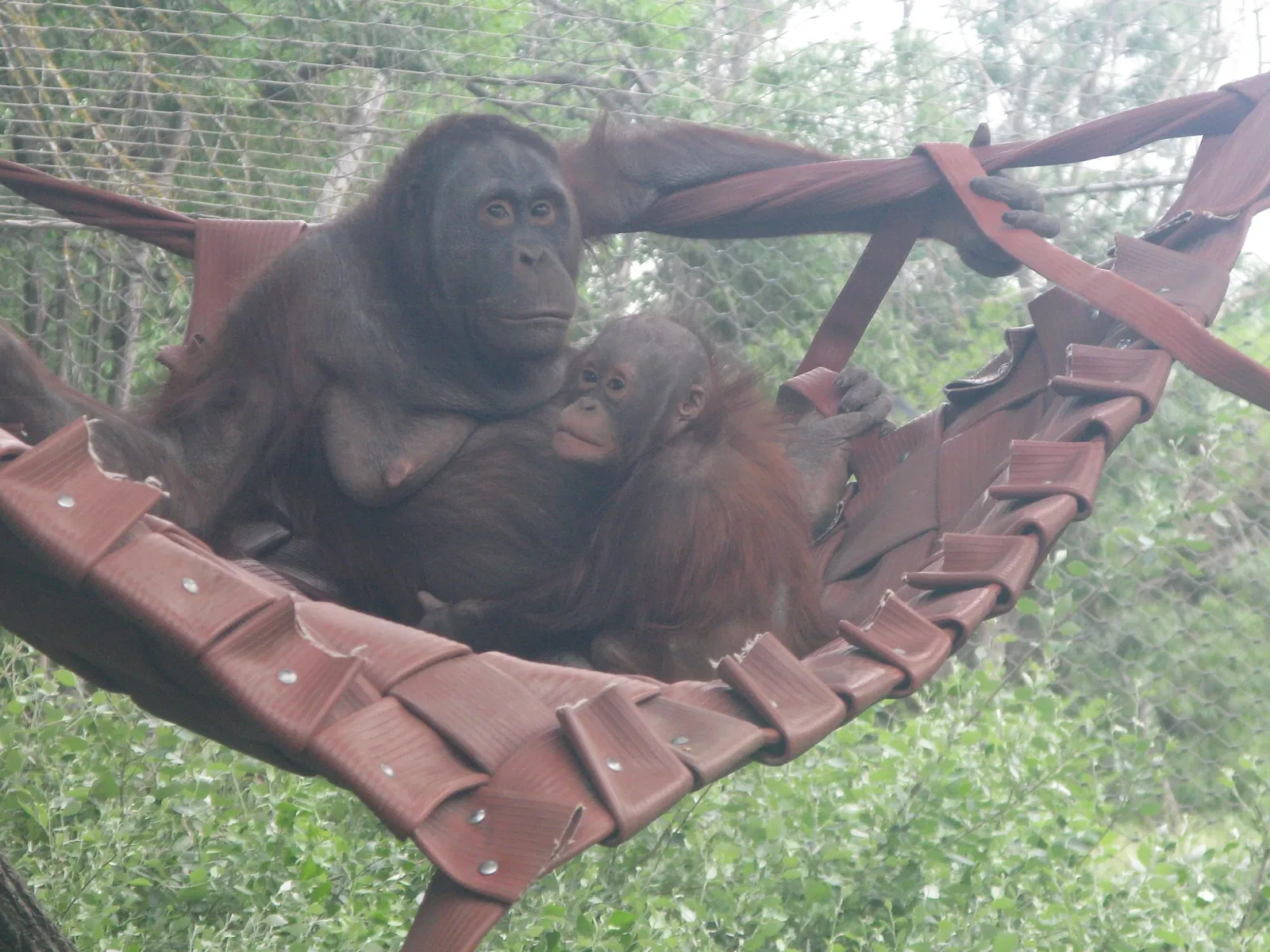 Parco zoologico di Madrid