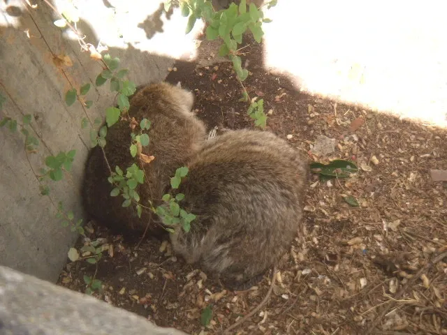 Zoo Aquarium de Madrid