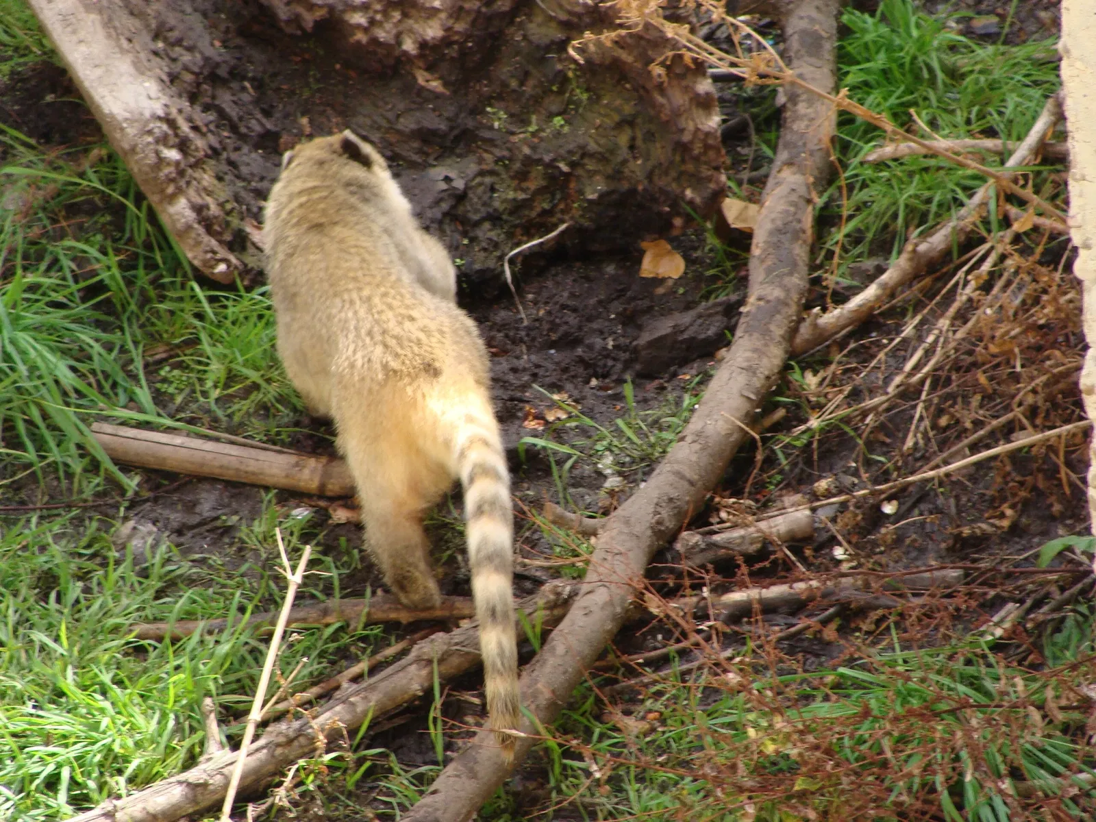 Parco zoologico di Madrid