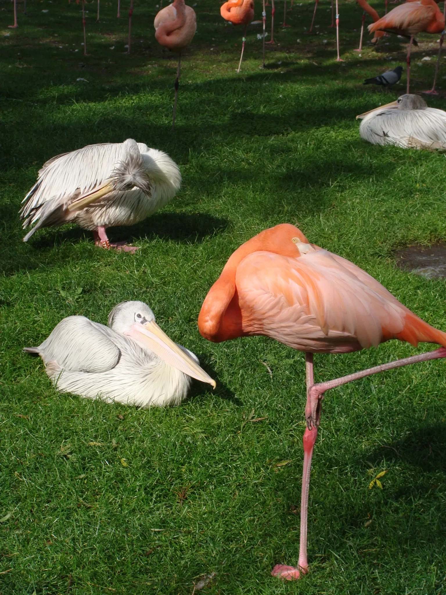 Zoo Aquarium de Madrid