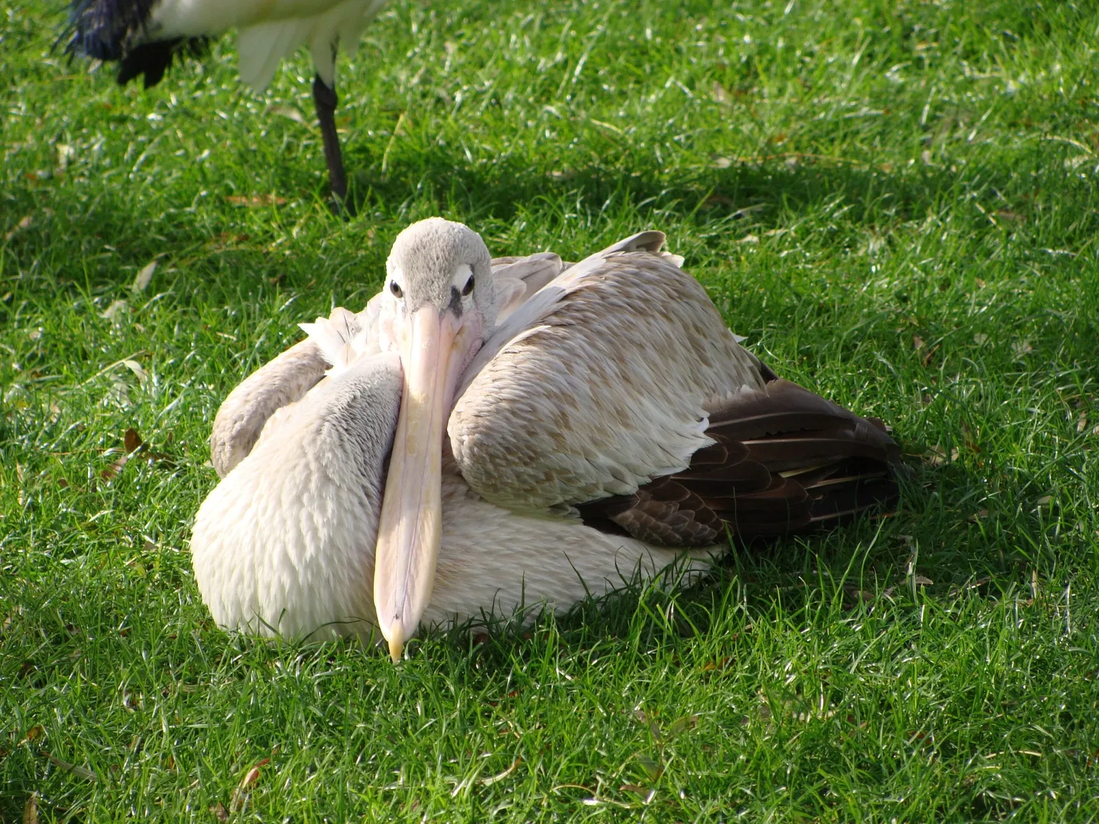 Parco zoologico di Madrid