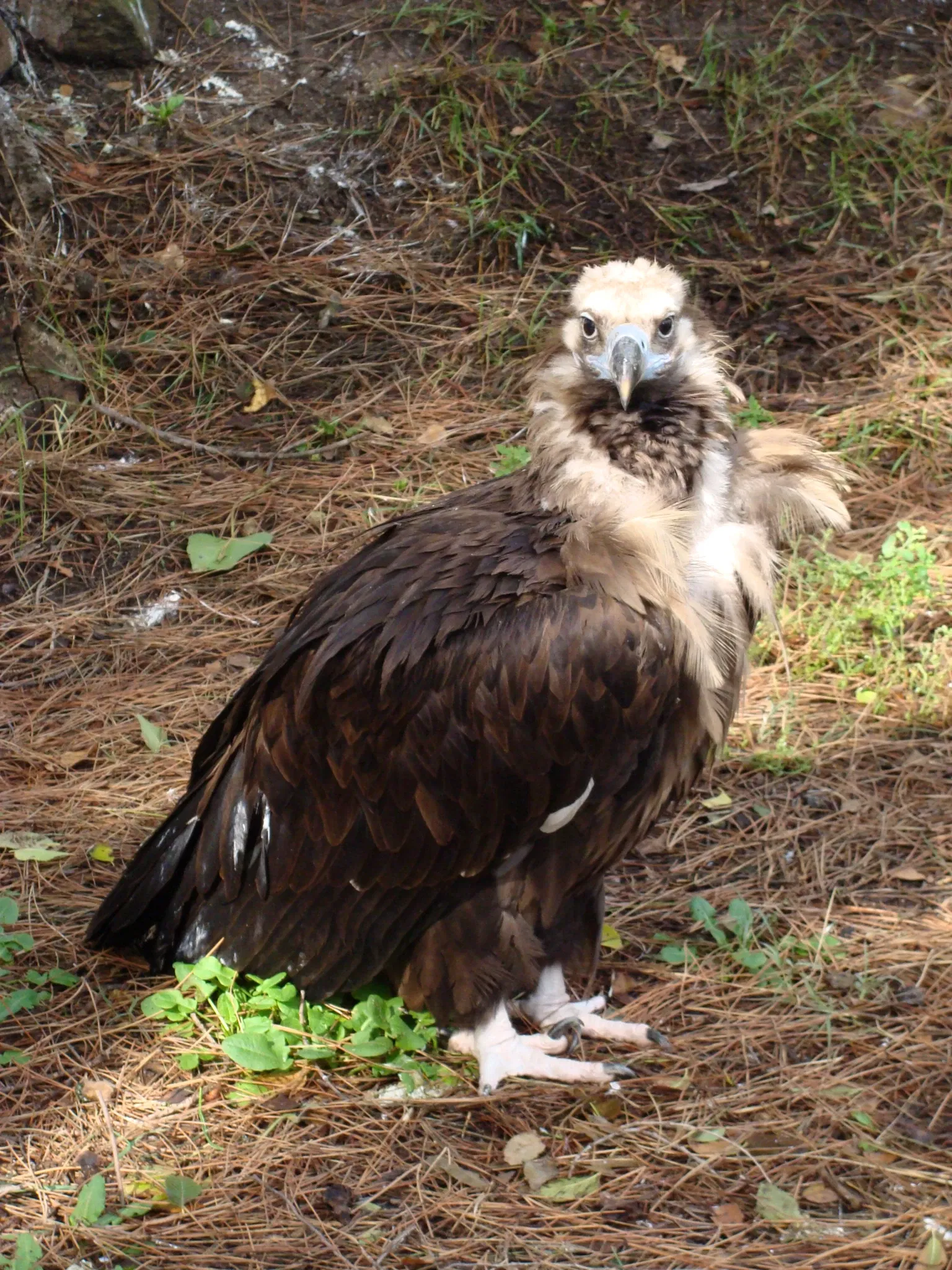 Parco zoologico di Madrid
