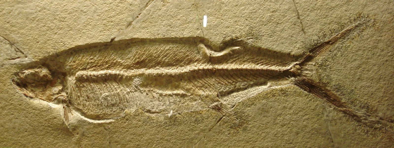 Bürgermeister-Müller-Museum