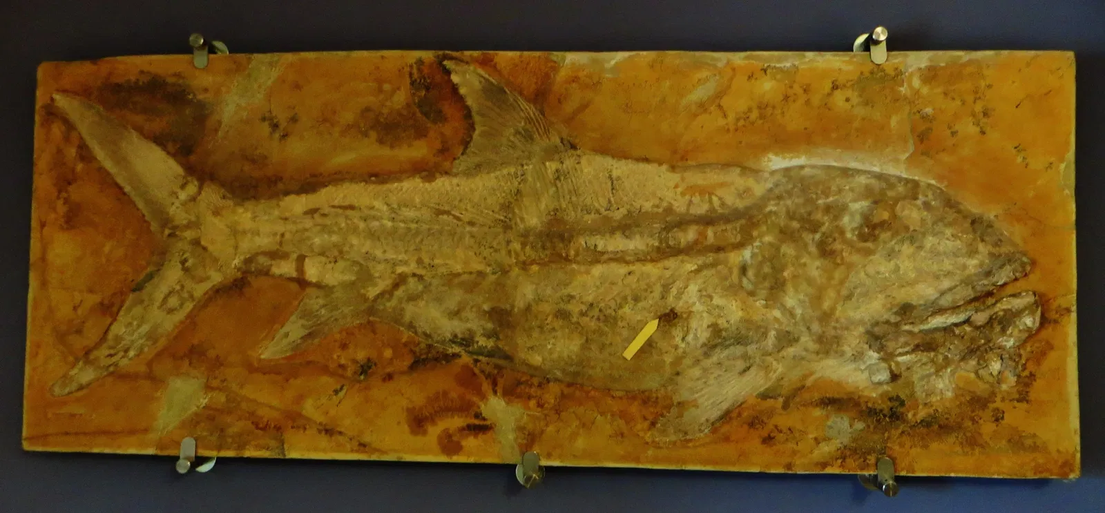 Bürgermeister-Müller-Museum