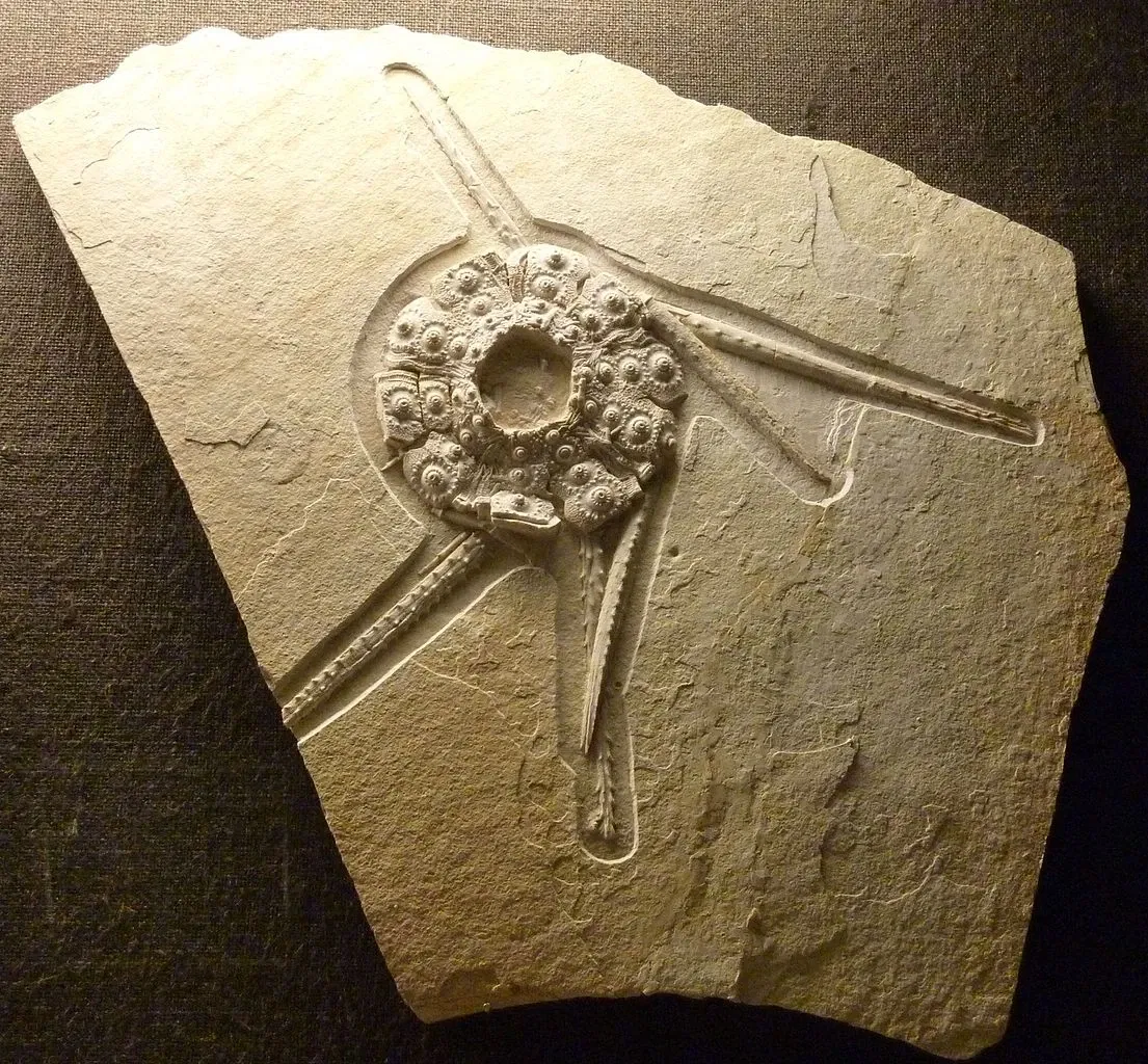 Bürgermeister-Müller-Museum