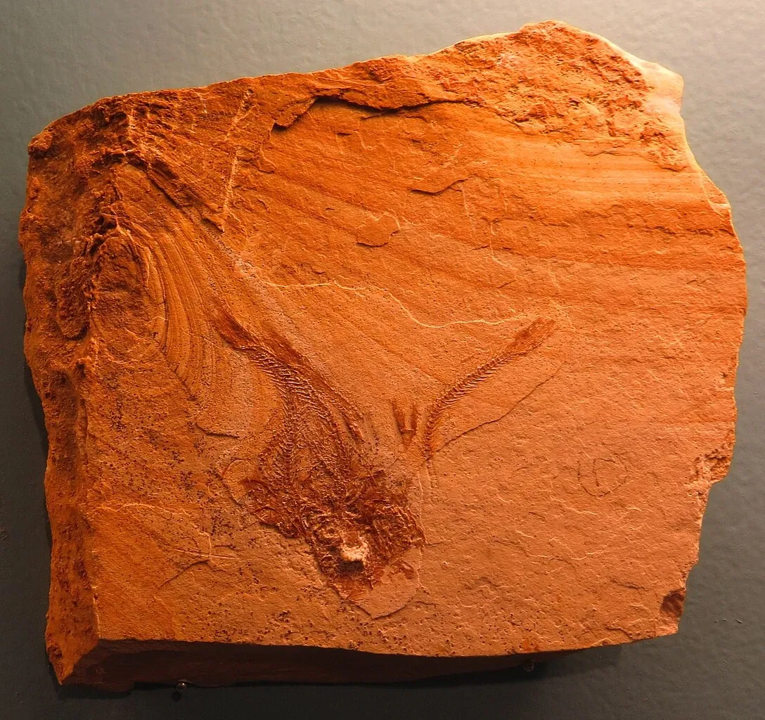 Bürgermeister-Müller-Museum