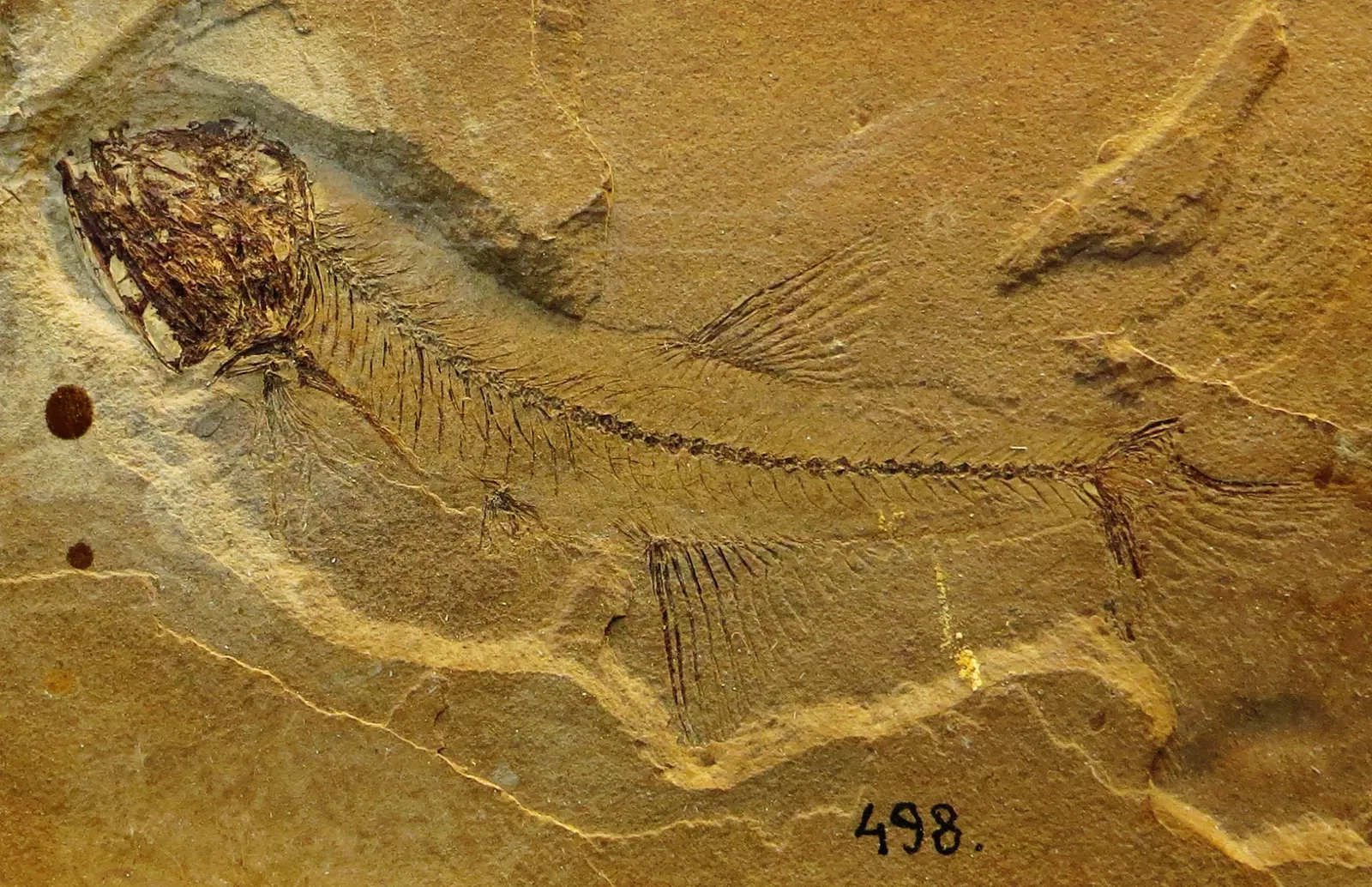 Bürgermeister-Müller-Museum