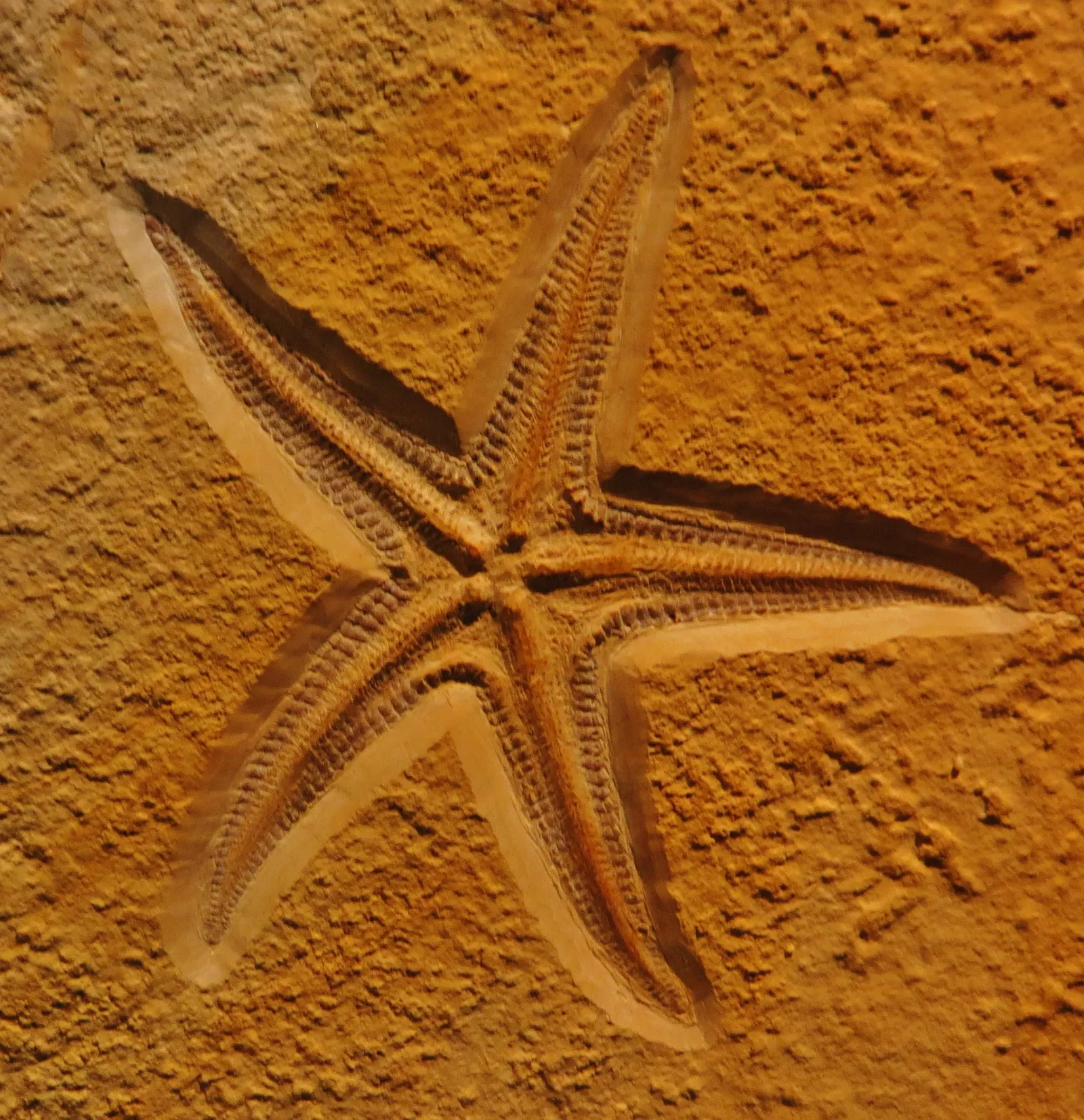 Bürgermeister-Müller-Museum