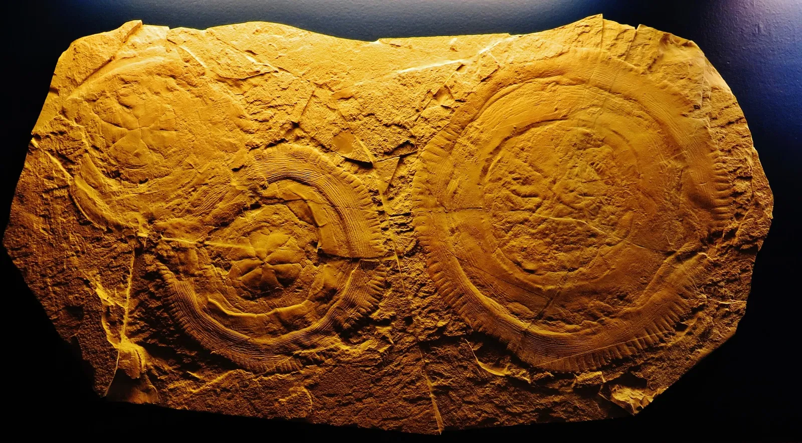 Bürgermeister-Müller-Museum