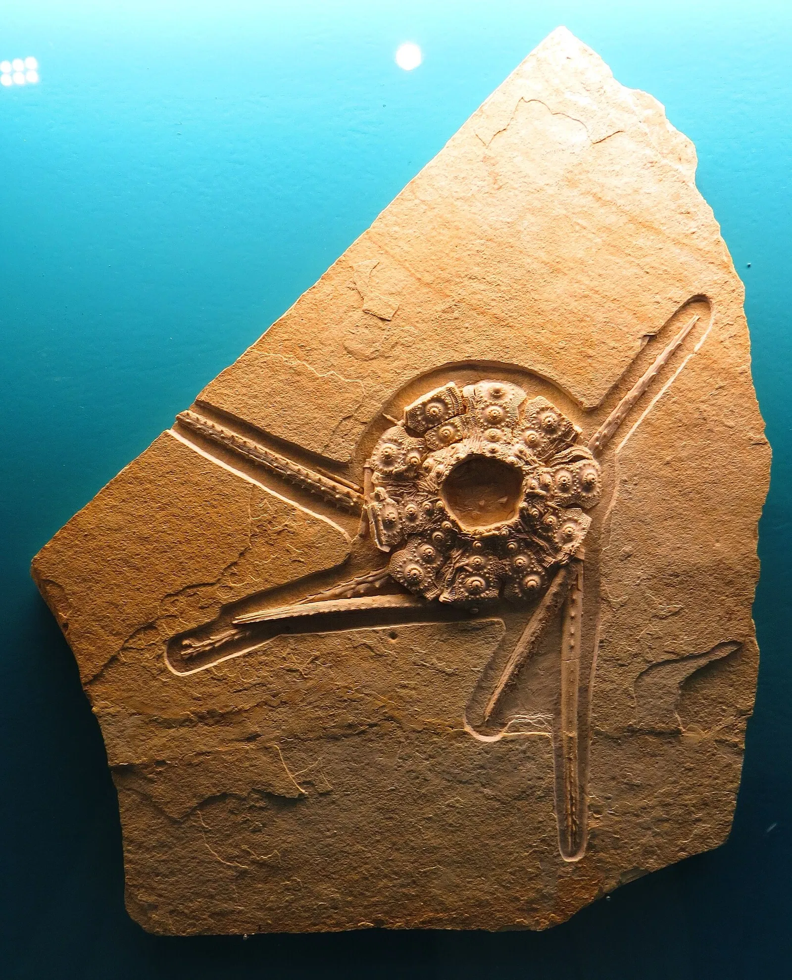 Bürgermeister-Müller-Museum