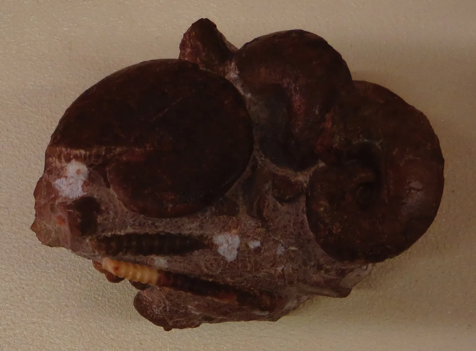 Bürgermeister-Müller-Museum