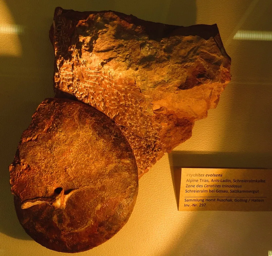 Bürgermeister-Müller-Museum