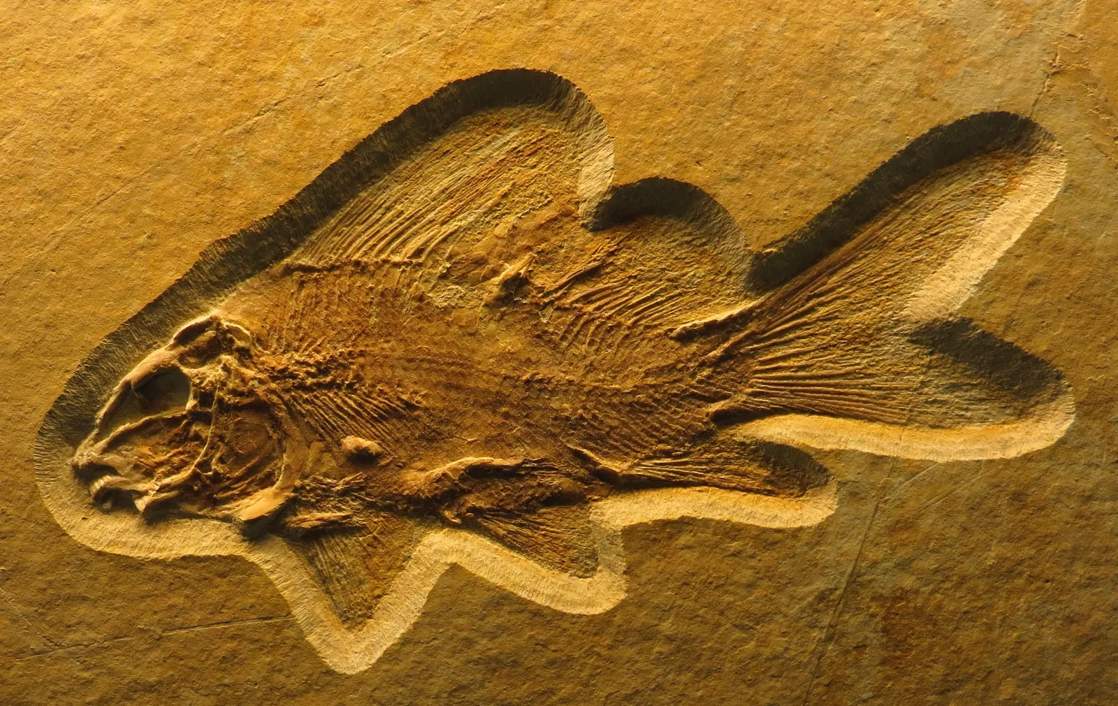 Bürgermeister-Müller-Museum