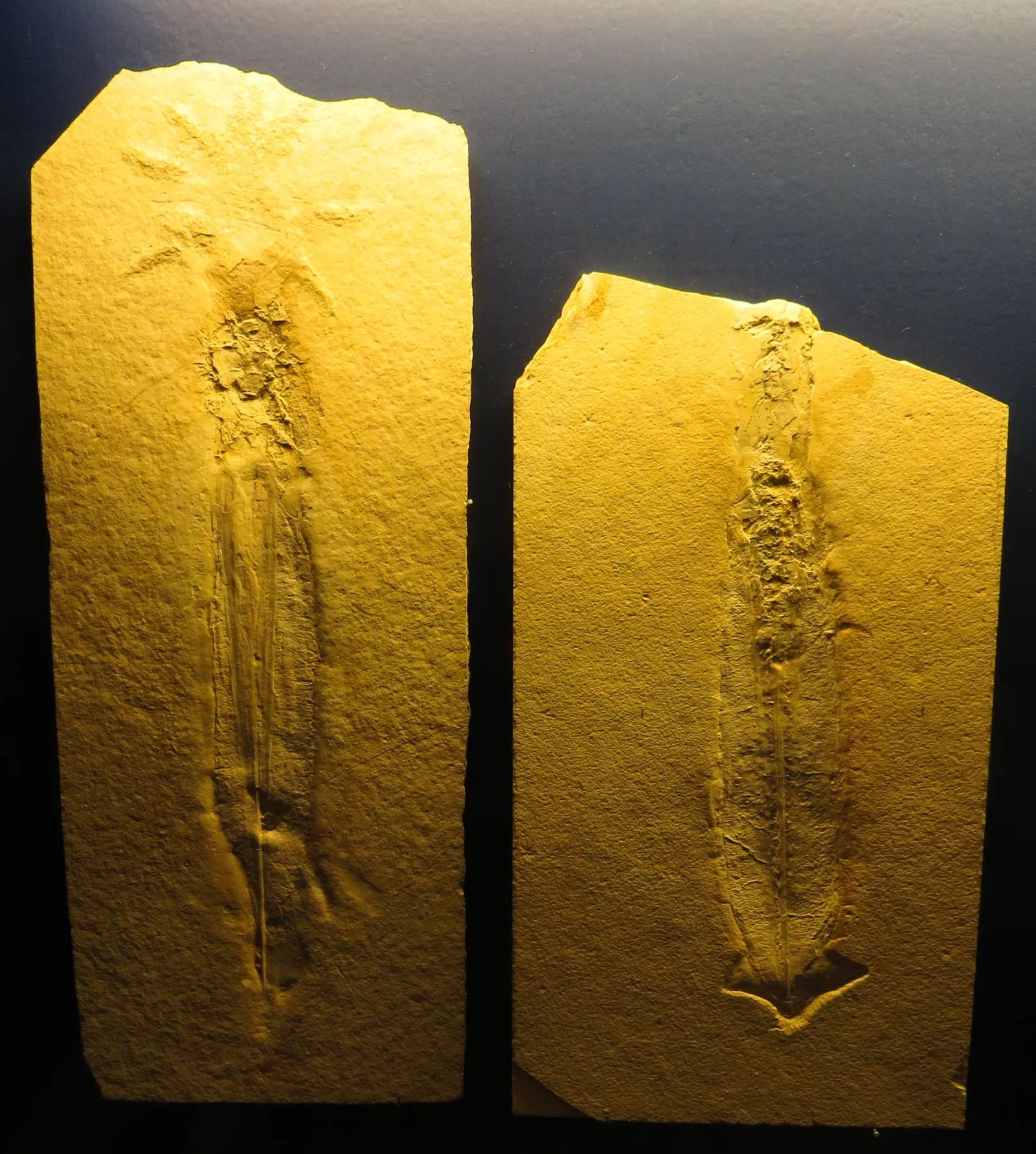 Bürgermeister-Müller-Museum