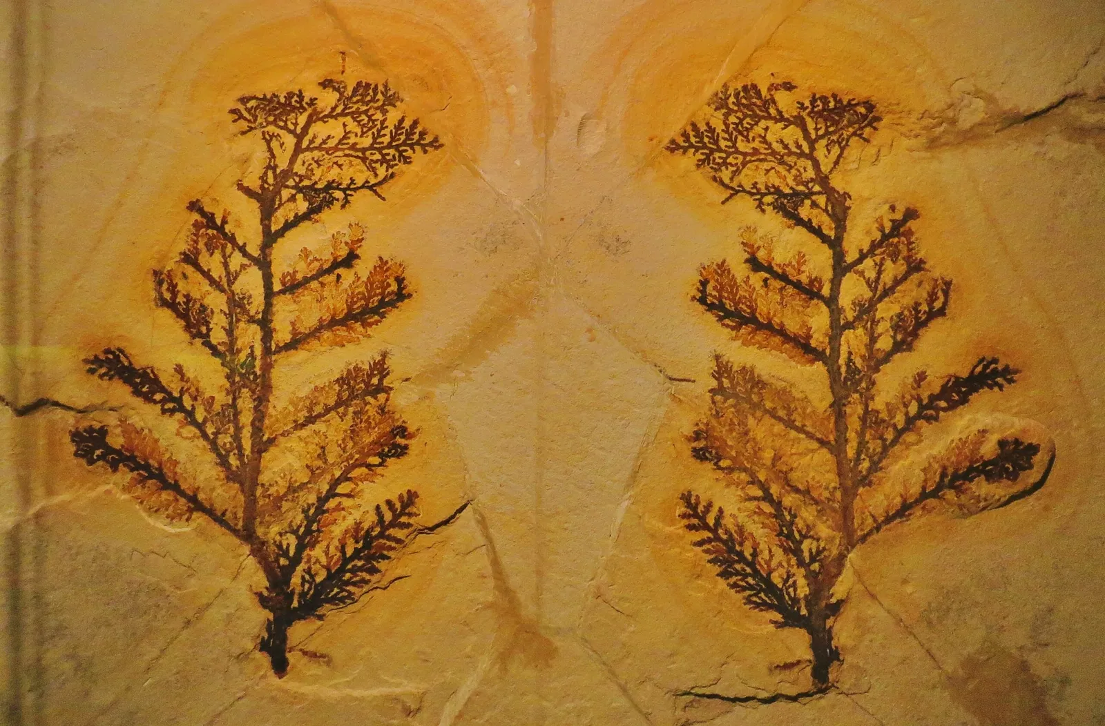 Bürgermeister-Müller-Museum