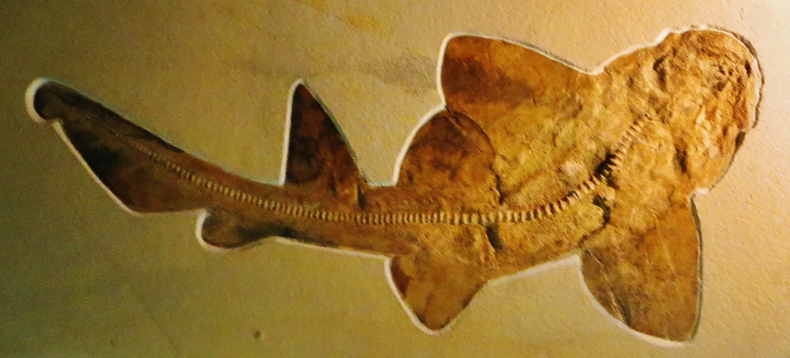 Bürgermeister-Müller-Museum