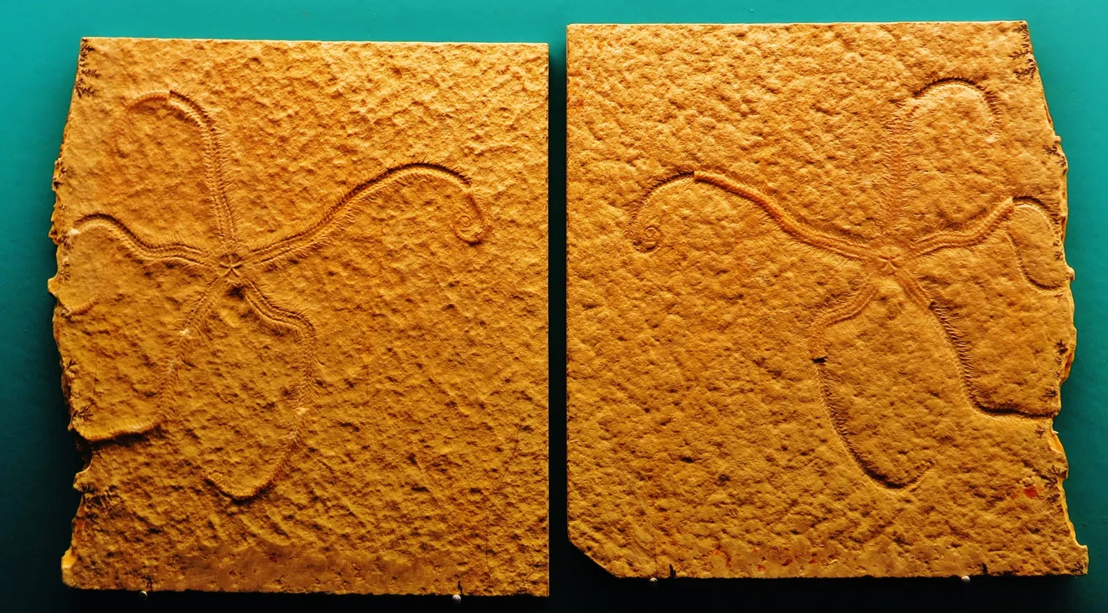 Bürgermeister-Müller-Museum