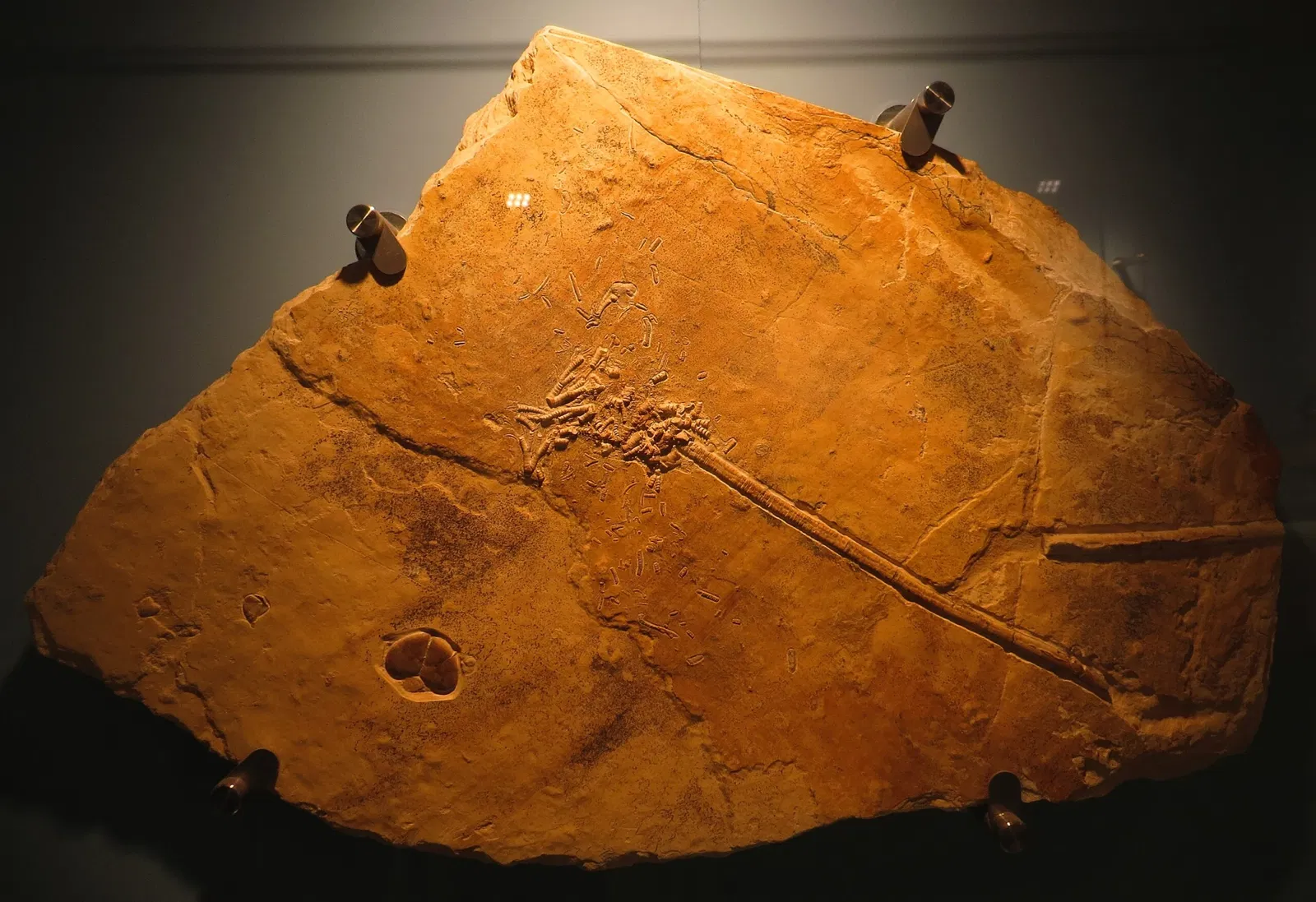 Bürgermeister-Müller-Museum