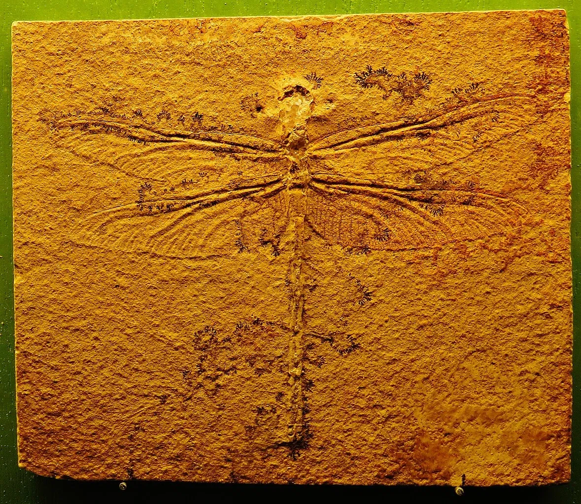 Bürgermeister-Müller-Museum