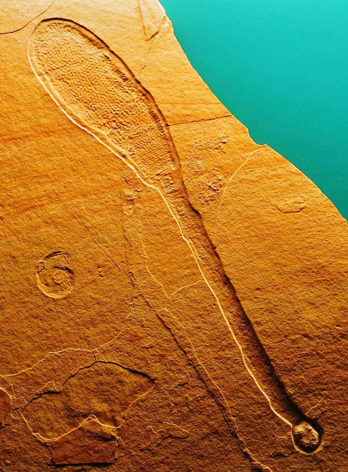 Bürgermeister-Müller-Museum