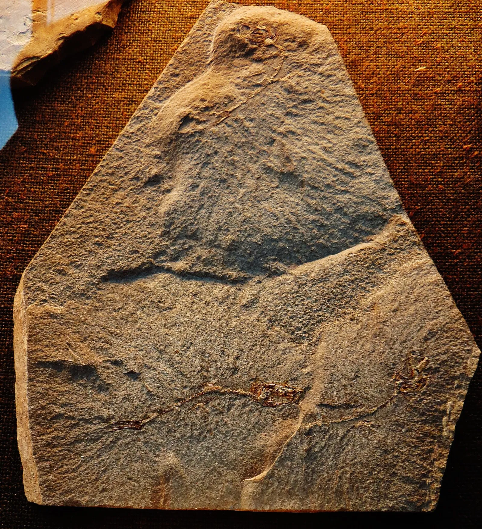 Bürgermeister-Müller-Museum