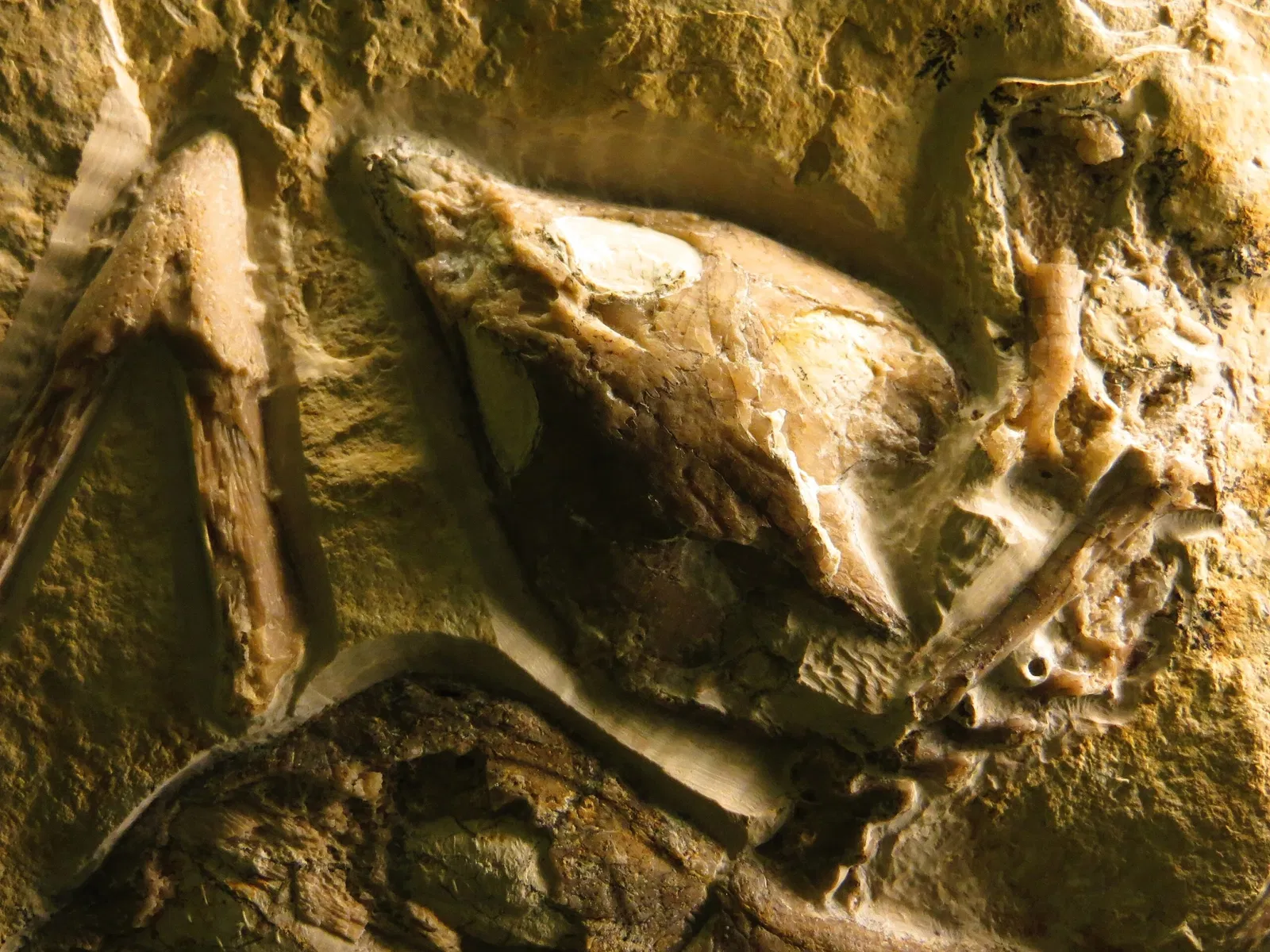 Bürgermeister-Müller-Museum