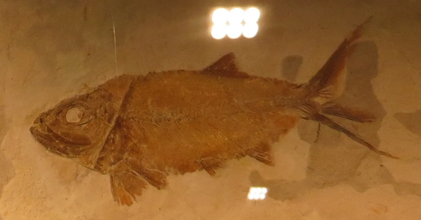 Bürgermeister-Müller-Museum