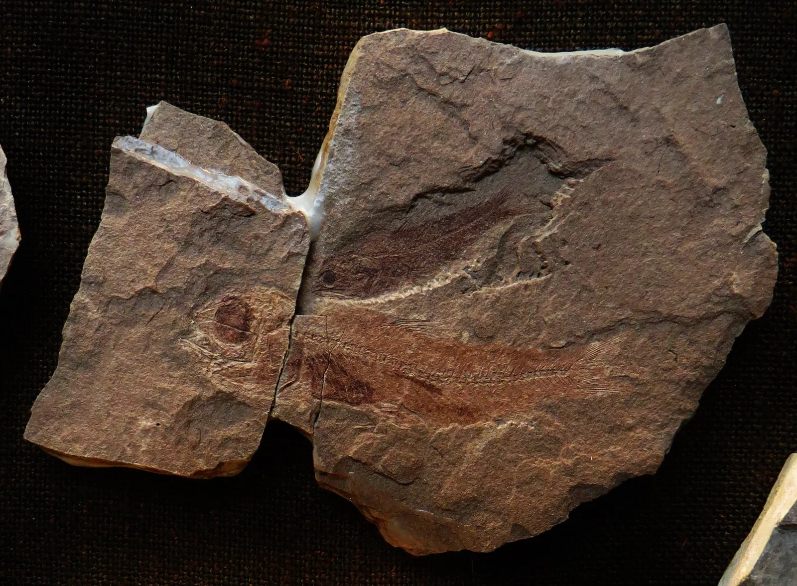 Bürgermeister-Müller-Museum