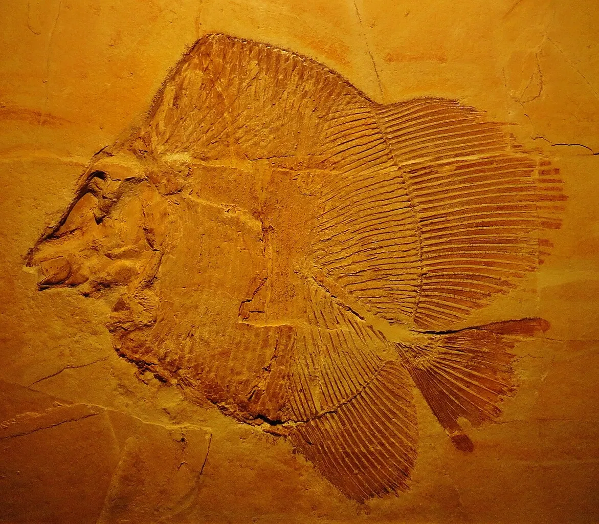 Bürgermeister-Müller-Museum