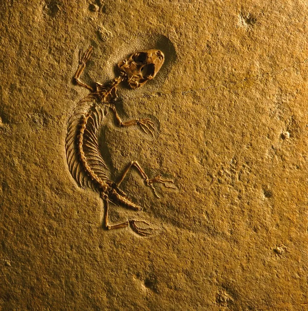 Bürgermeister-Müller-Museum