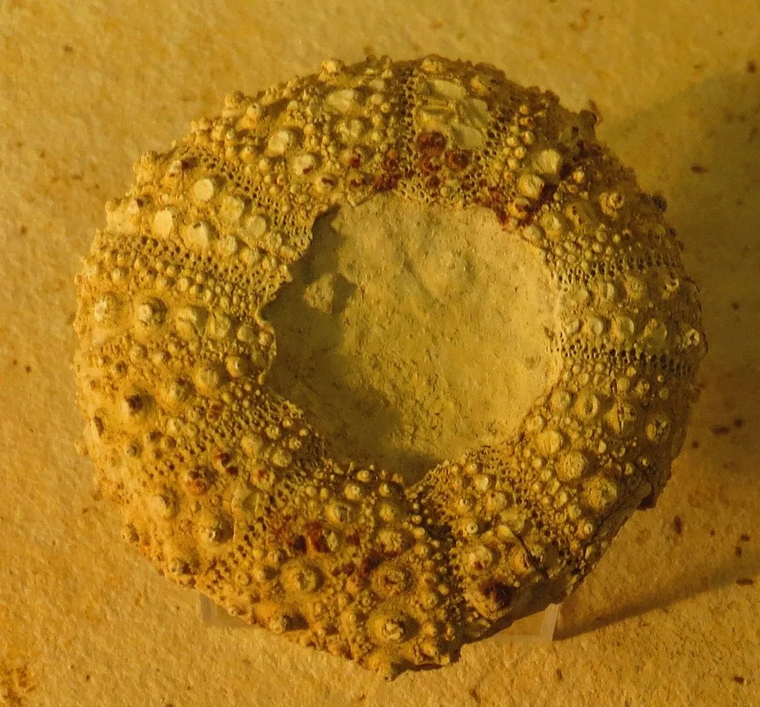 Bürgermeister-Müller-Museum